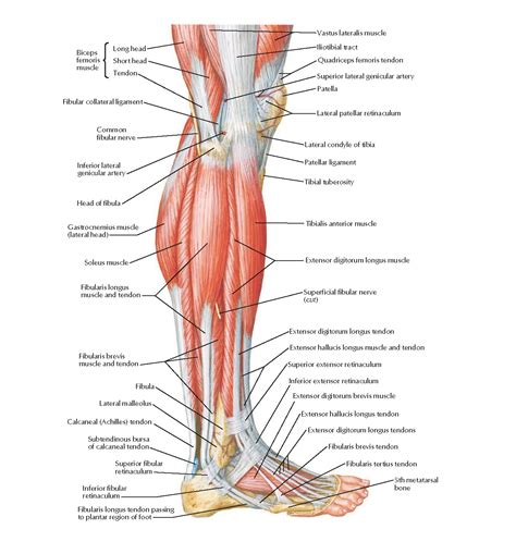 leg muscle diagram side view muscles   leg  foot  dawn
