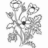 Flower Flowers Coloring Pages Buttercup Color Printable Toddler Bleeding Heart sketch template