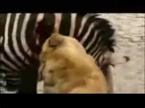 zebra fights lion youtube