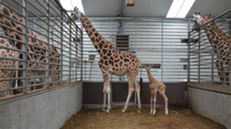 girafje geboren  dierenpark beekse bergen omroep brabant