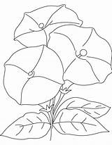 Disegni Convolvulaceae sketch template