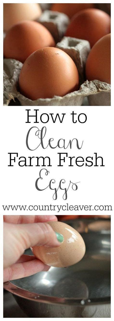 clean farm fresh eggs farm fresh eggs egg laying chickens