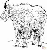 Ausmalbild Ziege Goats Ziegen Pygmy Coloringhome Realistische Lupo Malvorlage Malvorlagen Designlooter sketch template