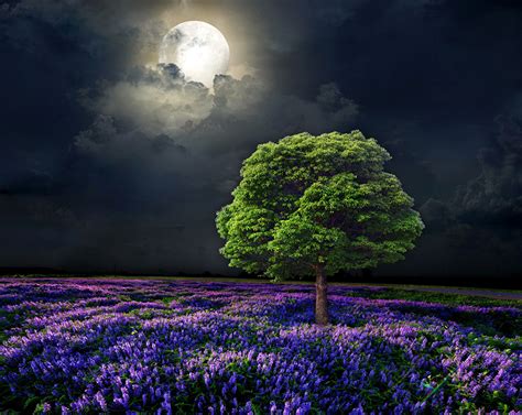 fonds decran photographie de paysage champ ciel arbres lune nuit nature telecharger photo