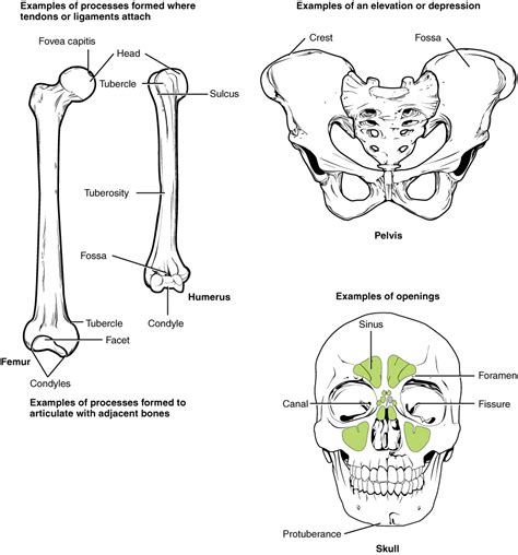 bone structure medicine libretexts