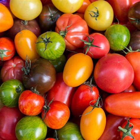 el tomate te apetece  variedades deliciosas  saludables