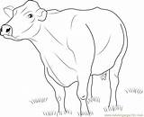 Cow Coloring Cattle Jersey Dairy Pages Angus Beef Clipart Cows Printable Print Kids Coloringpages101 Sheets Template Library Popular sketch template