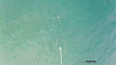 drone fishing rigs  aeroo