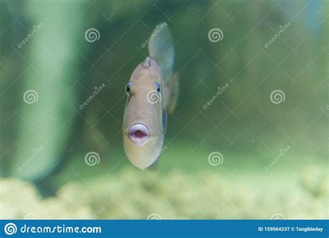 fish face front view straight  stock image image  light scale