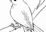 Nightingale Coloring Pages Coloring4free Printable Category sketch template