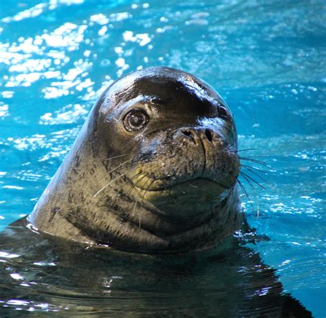 minnesota zoo  twitter animalfact monk seals    seals    tropical