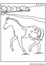 Fohlen Pferde Puledro Wiese Potro Ausmalen Cammina Ausmalbilder Prado Malvorlagen Colorare Cavallo Potete Cambiare Browser Dacolorare sketch template