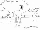 Alpaca Coloring 500px 98kb sketch template