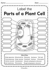 Worksheets Cell Worksheet Plant Label Printable sketch template