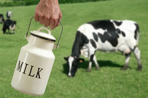 dairy  milk micrornas   exosomes  resist digestion exosome rna