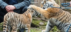 Bildergebnis für Tiger Kinder. Größe: 244 x 110. Quelle: www.duda.news