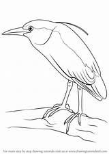 Heron Night Crowned Drawing Draw Step Birds Drawings Learn Getdrawings sketch template