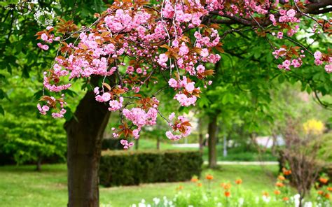wallpaper spring park tree pink flowers  full bloom  hd