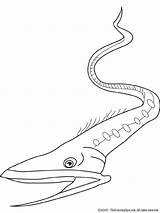 Eel Gulper Coloring Drawing Pages Kids Getdrawings Previous Colouring sketch template