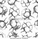 Cotton Illustration Boll Vector Seamless Engraving Rustic Draw Pattern Natural Hand Shutterstock sketch template