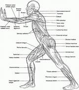 Coloring Anatomy Physiology Pages Popular Book sketch template