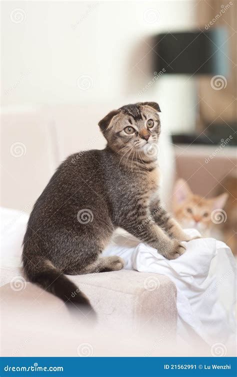 cute cat playing stock image image