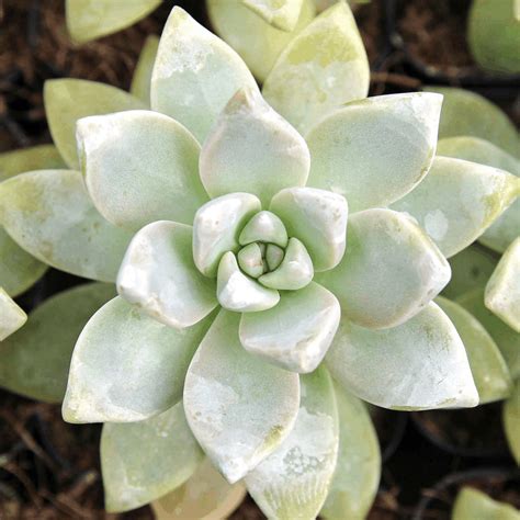 types  succulents  pictures succulent plants flower glossary