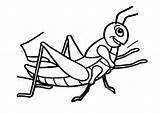 Saltamontes Pintar Grasshopper Infantiles Utililidad Deseo Aporta Pueda sketch template