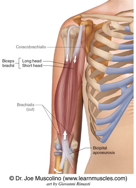 biceps brachii learn muscles