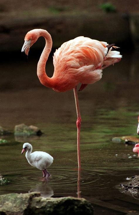 Scientists Solve Mystery Of Why Flamingos Stand On One Leg