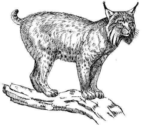 lynx coloring pages  coloring pages  kids
