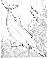 Dolphin Coloring Pages River Drawing Realistic Pink Dolphins Boto Ganges Getdrawings sketch template