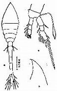 Afbeeldingsresultaten voor "oithona Setigera". Grootte: 116 x 185. Bron: copepodes.obs-banyuls.fr
