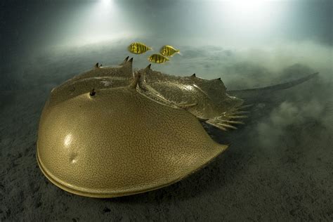 wildlife photographer   year horseshoe crab wins gold bbc news
