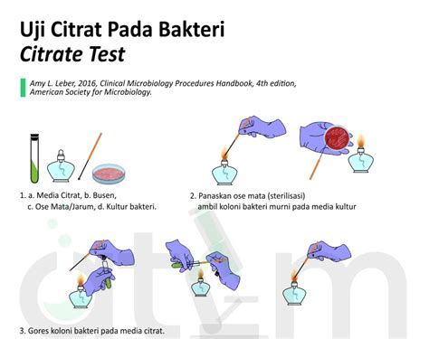 Uji Simmons Citrate Pada Bakteri Citrate Test — Online Text Book Atlm