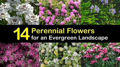 perennial flowers   evergreen landscape