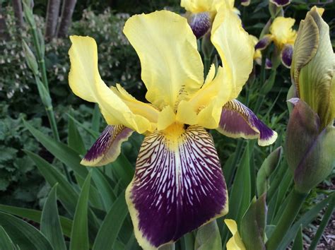 waarom bloeit mijn iris niet