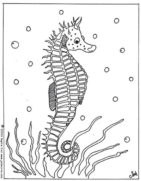 seahorse coloring page  label coloringareacom nursery ideas