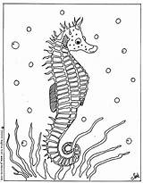 Seahorse Coloriage Hippocampe Seepferdchen Marinho Cavalo Colorat Marins Morski Konik Ausmalbilder Seahorses Kolorowanki Marinos Coloriages Caluti Imagini Colorare Marinhos Ausmalbild sketch template