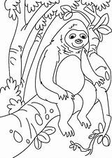 Sloth Colorluna Getcolorings sketch template