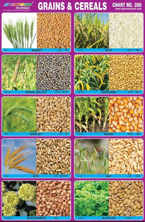 grain cereal  guide   types  grain foods