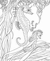 Seahorse Seepferdchen Ausmalen Kleurplaten Seahorses Mit Junges Erwachsenes Meerjungfrau Zeepaardje Ausmalbild Kleurplaat Disimpan Ebooks Relation sketch template