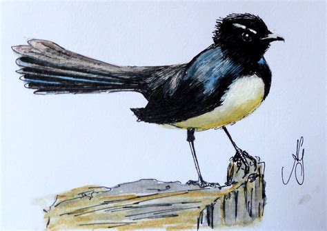 willy wagtail watercolour  ink cm  cm  watercolor