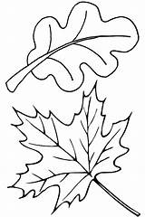Leaves Coloring Pages Fall Leaf Autumn Oak Maple Thanksgiving Color Template Clip Drawing Printable Kids Print Colorluna Pile Herbst Kidsplaycolor sketch template
