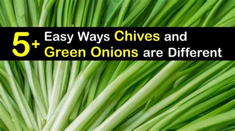difference  chives  green onions images   finder