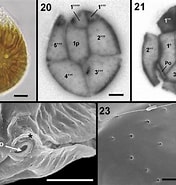 Afbeeldingsresultaten voor "ostreopsis Siamensis". Grootte: 176 x 185. Bron: www.researchgate.net