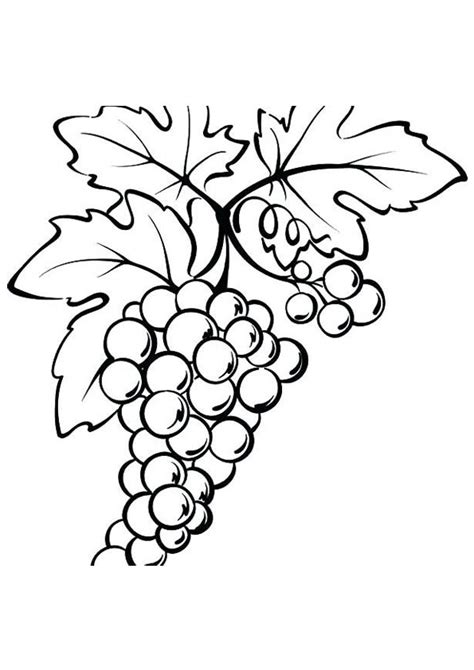 coloring pages bunch  grapes  leaf coloring page  kids