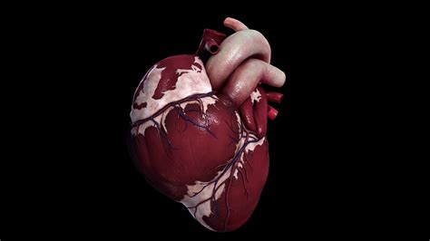 rotating view of human heart against black background motion background storyblocks video