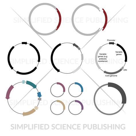 plasmid drawings vector images