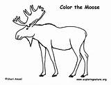 Moose Coloring Sponsors Wonderful Support Please Pdf sketch template